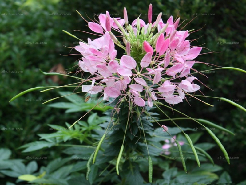 点击大图看下一张：醉蝶花的图片