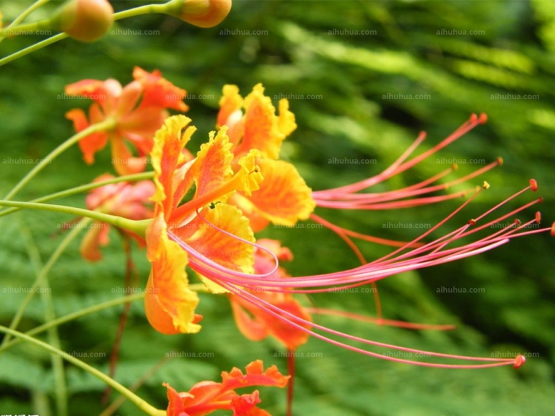 点击大图看下一张：醉蝶花的图片