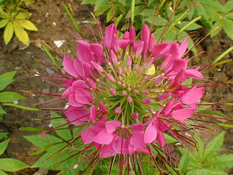 点击大图看下一张：醉蝶花的图片