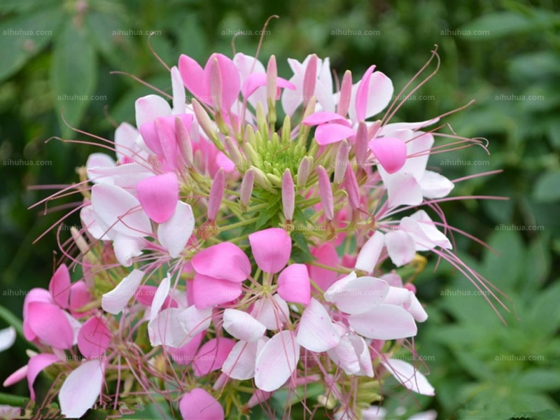 点击大图看下一张：醉蝶花的图片