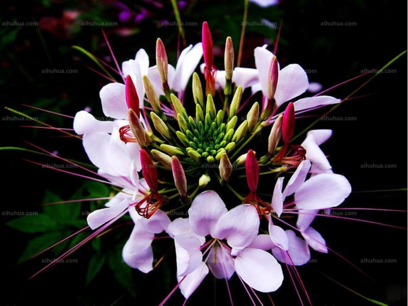 点击大图看下一张：醉蝶花的图片