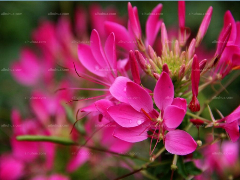 点击大图看下一张：醉蝶花的图片