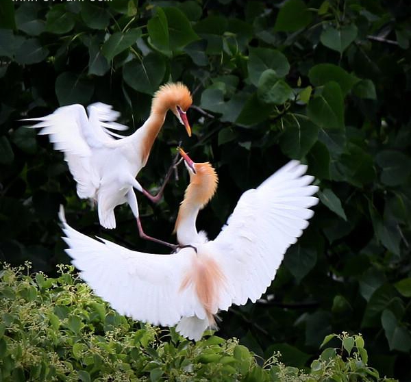 点击大图看下一张：白鹭幼鸟图片