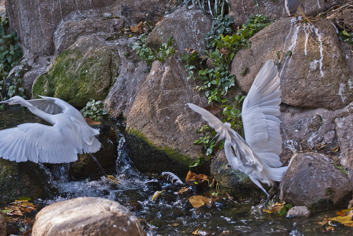 点击大图看下一张：飞舞的天鹅图片