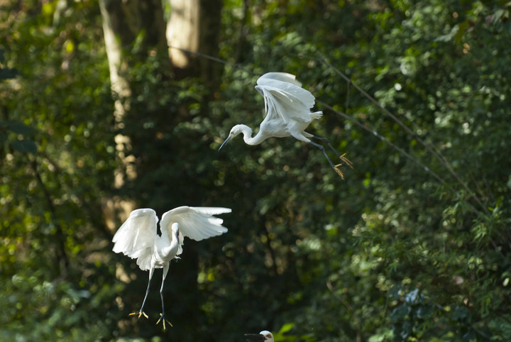 点击大图看下一张：飞舞的天鹅图片