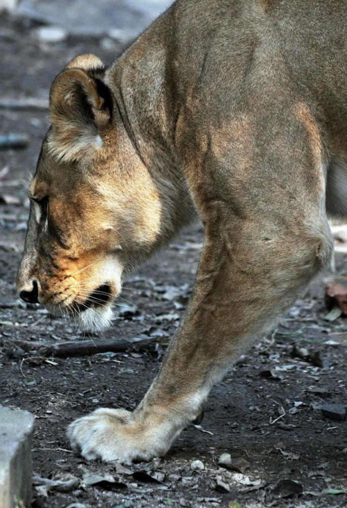 点击大图看下一张：非洲狮图片