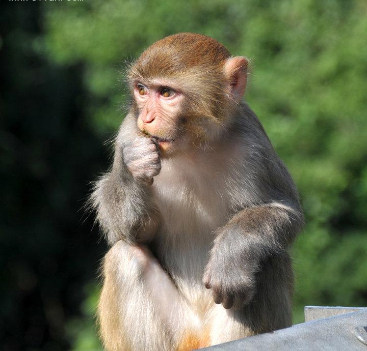 点击大图看下一张：猴子们的乐趣图片