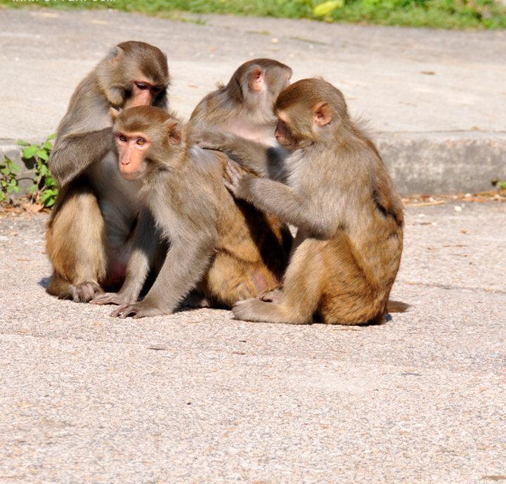 点击大图看下一张：猴子们的乐趣图片
