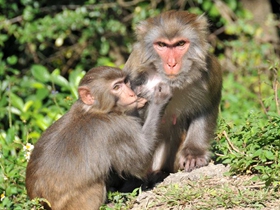 猴子们的乐趣图片
