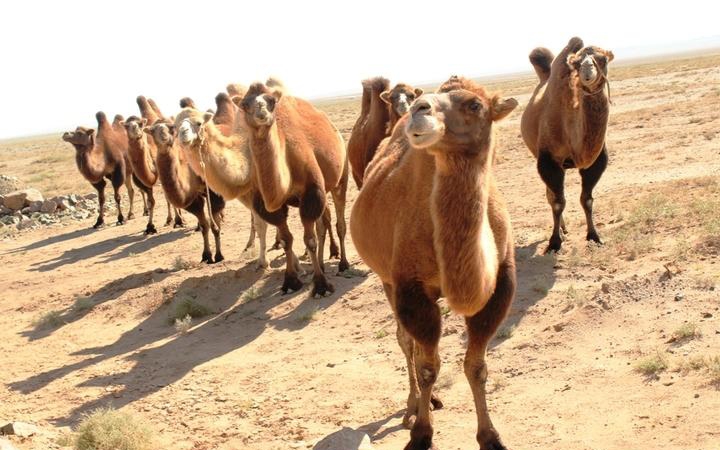 点击大图看下一张：可爱的骆驼图片