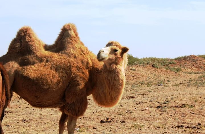 点击大图看下一张：可爱的骆驼图片