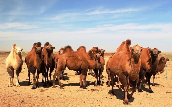 点击大图看下一张：可爱的骆驼图片