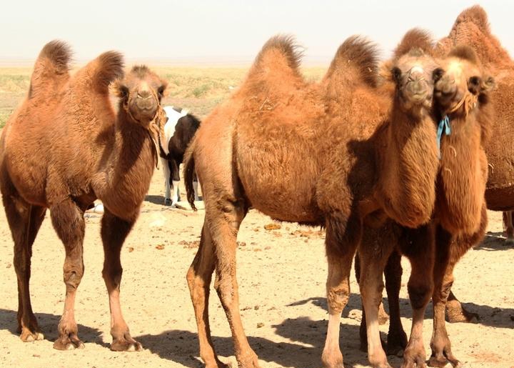 点击大图看下一张：可爱的骆驼图片