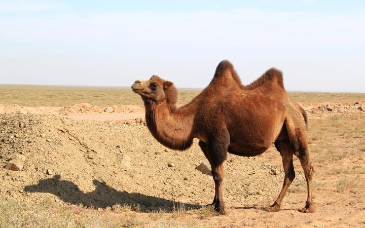 点击大图看下一张：可爱的骆驼图片