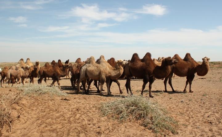 点击大图看下一张：可爱的骆驼图片