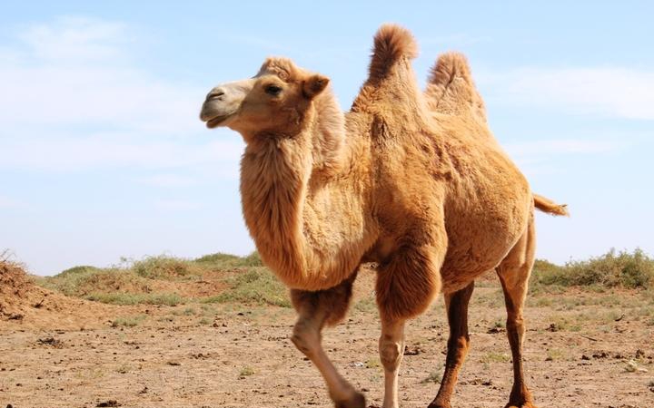 点击大图看下一张：可爱的骆驼图片