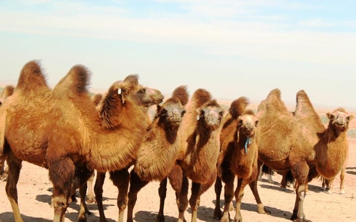 点击大图看下一张：可爱的骆驼图片