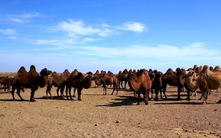 点击大图看下一张：可爱的骆驼图片