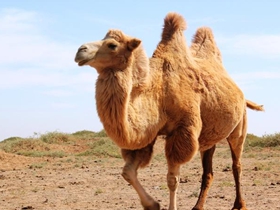 可爱的骆驼图片