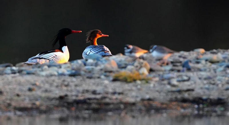 点击大图看下一张：秋沙鸭图片