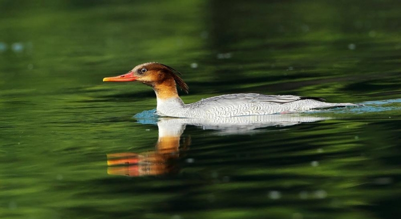 点击大图看下一张:秋沙鸭图片