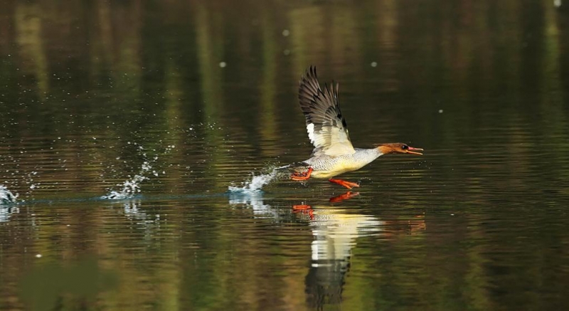点击大图看下一张:秋沙鸭图片