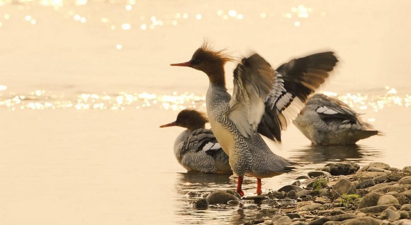 点击大图看下一张:秋沙鸭图片