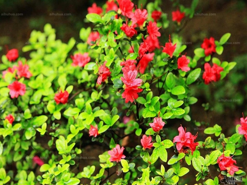 点击大图看下一张：比利时杜鹃图片