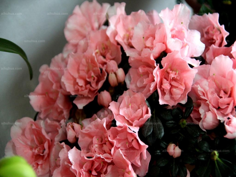 点击大图看下一张：比利时杜鹃图片