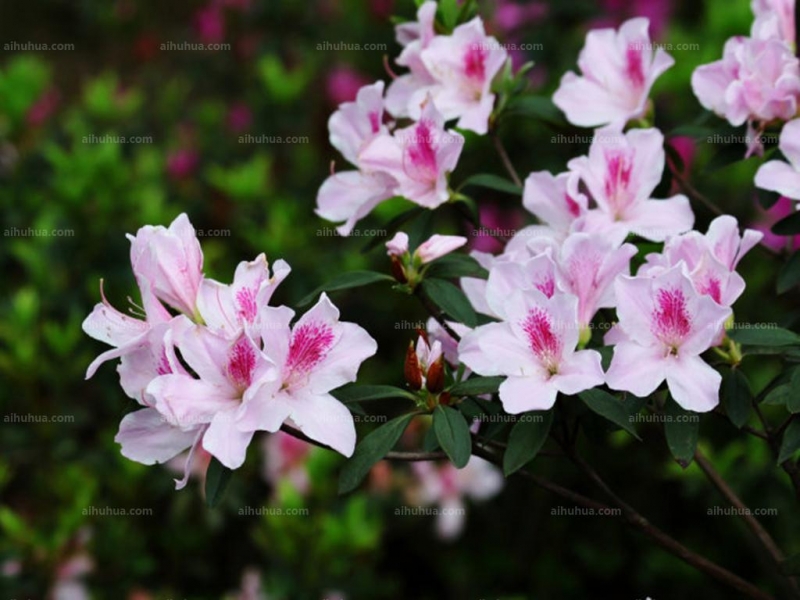 点击大图看下一张：比利时杜鹃图片