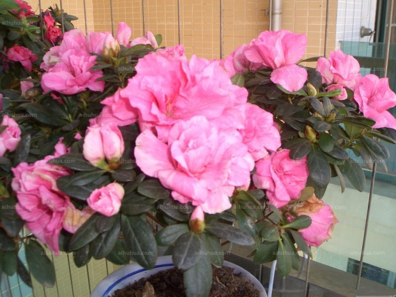 点击大图看下一张：比利时杜鹃图片