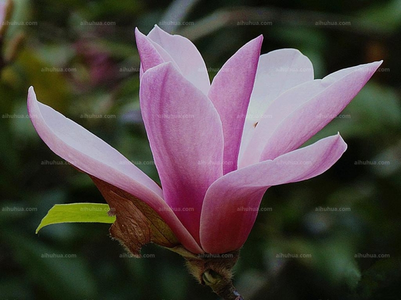 点击大图看下一张:二乔木兰图片