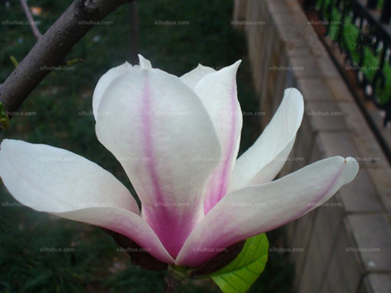 点击大图看下一张:二乔木兰图片