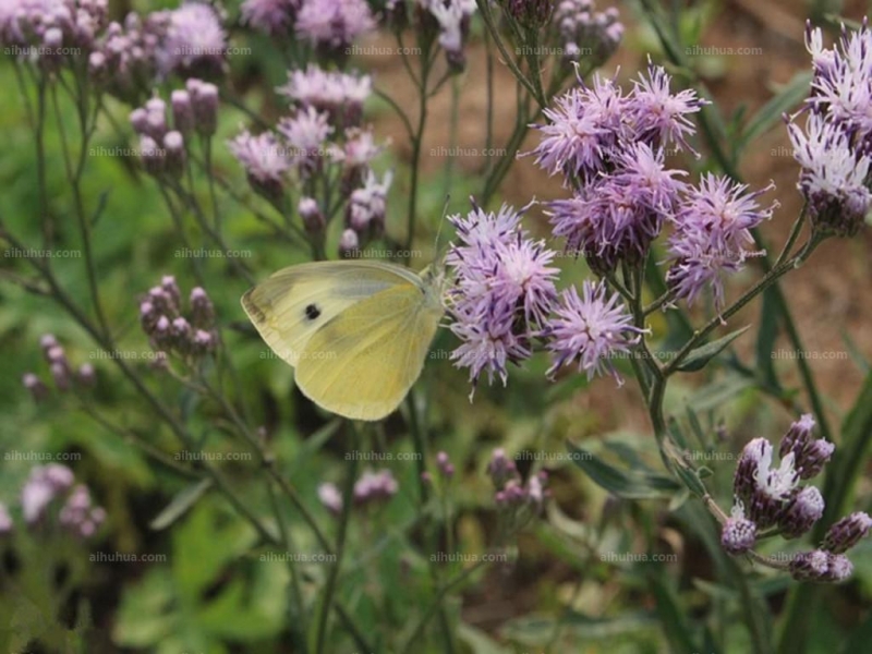 点击大图看下一张：风毛菊图片