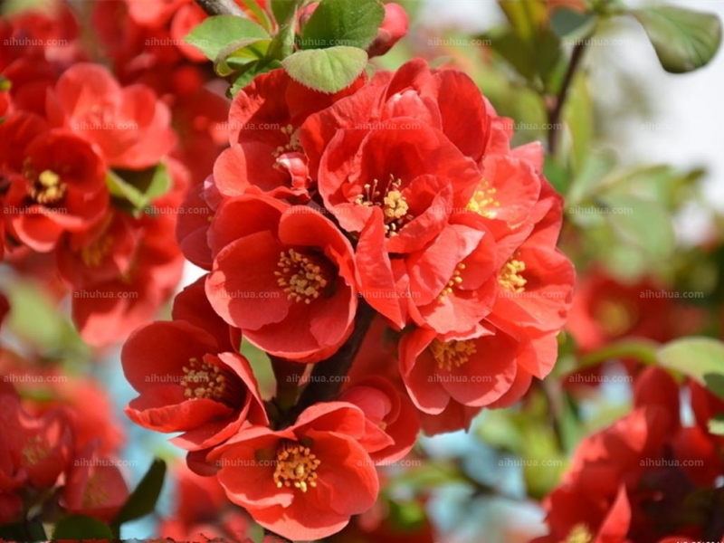 点击大图看下一张：倭海棠图片