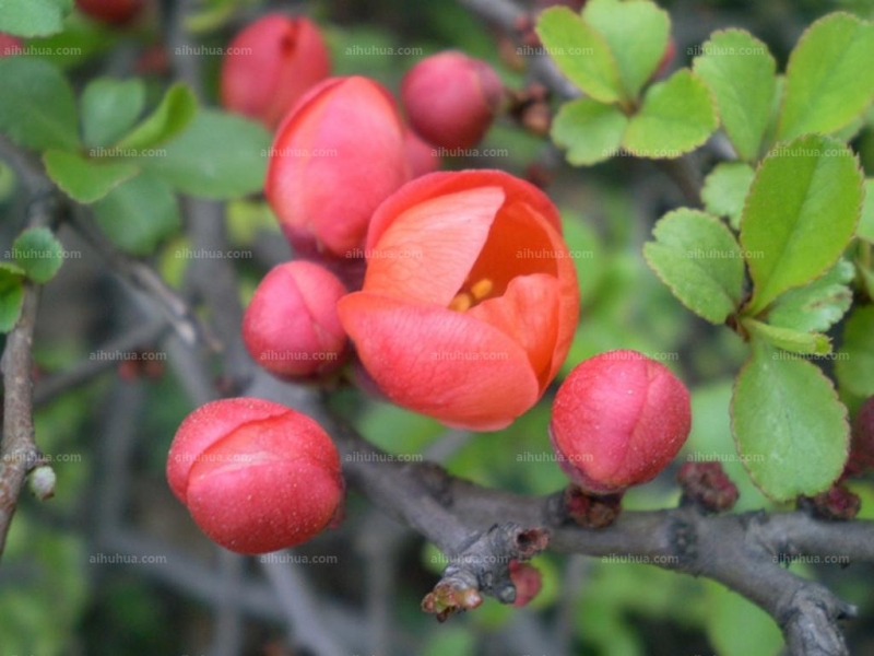 点击大图看下一张：倭海棠图片