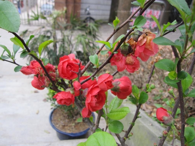 点击大图看下一张：倭海棠图片