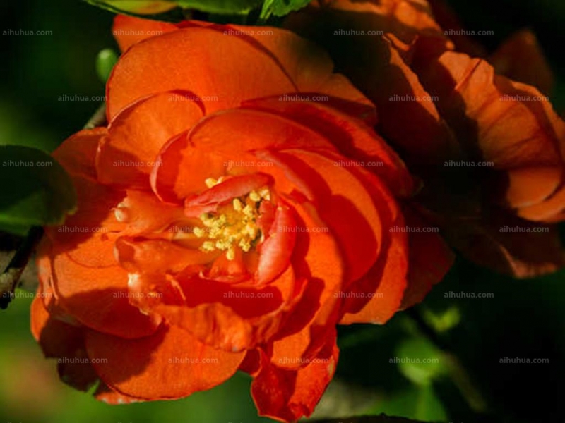 点击大图看下一张:倭海棠图片