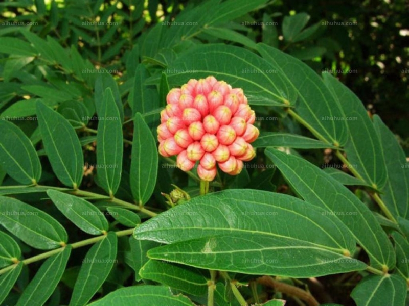 点击大图看下一张：朱缨花图片