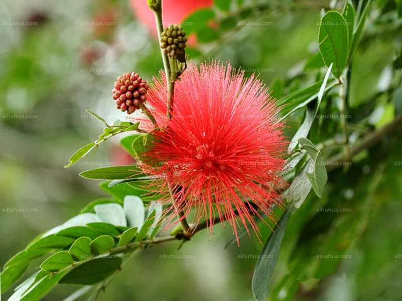 点击大图看下一张：朱缨花图片