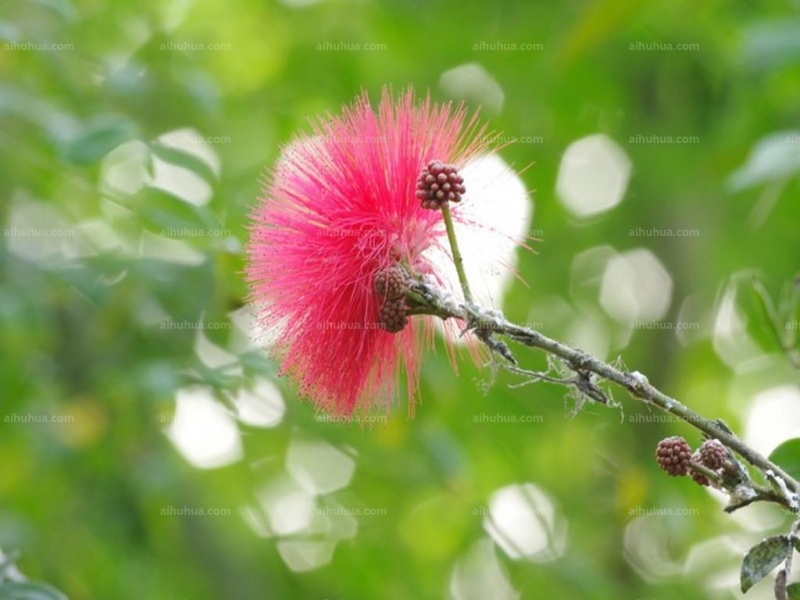 点击大图看下一张：朱缨花图片