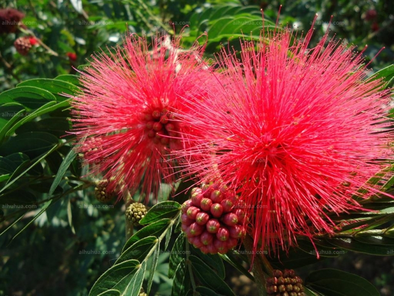 点击大图看下一张：朱缨花图片