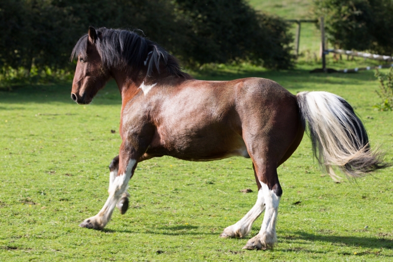 点击大图看下一张：马场的骏马图片