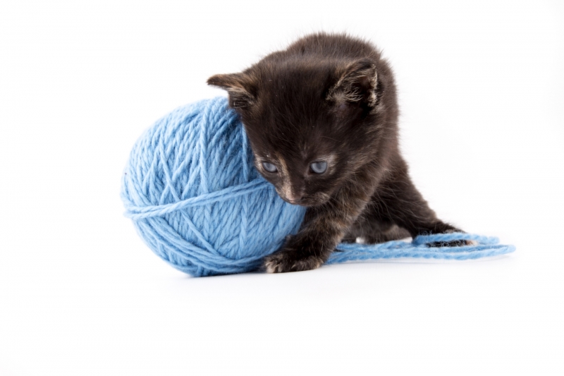 点击大图看下一张：猫咪玩毛线团图片