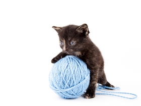 猫咪玩毛线团图片