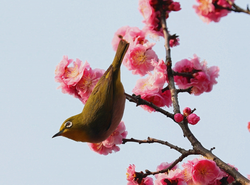 点击大图看下一张：梅花树枝上的绣眼鸟图片