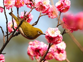 梅花树枝上的绣眼鸟图片