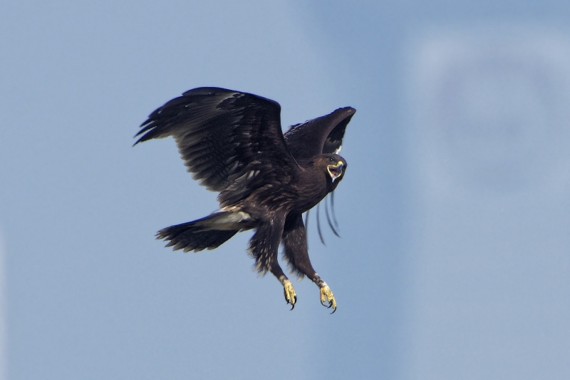 点击大图看下一张：乌雕图片