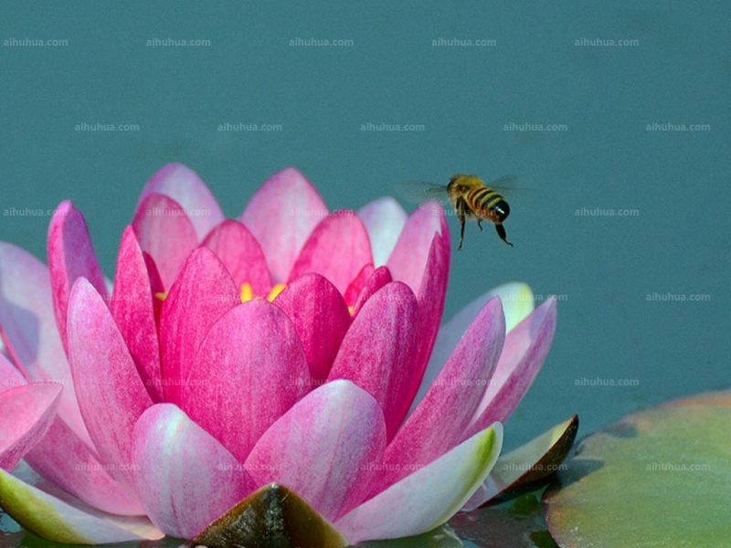 点击大图看下一张：红睡莲图片