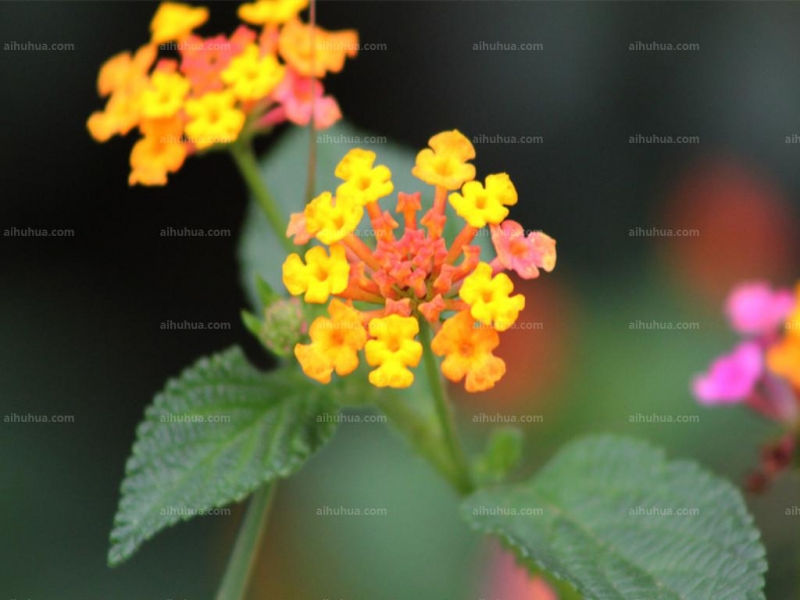 点击大图看下一张：马樱丹图片